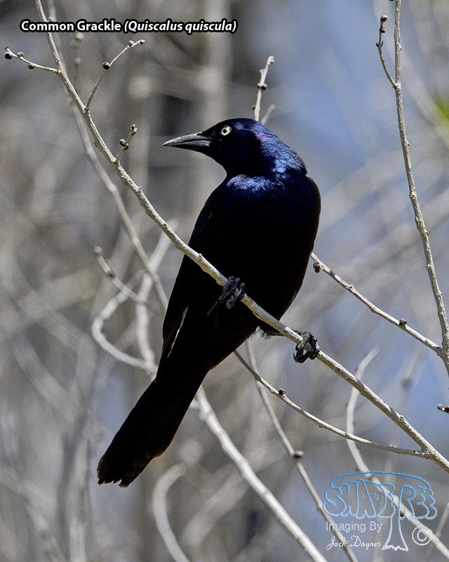 Common Grackle - Quiscalus quiscula
