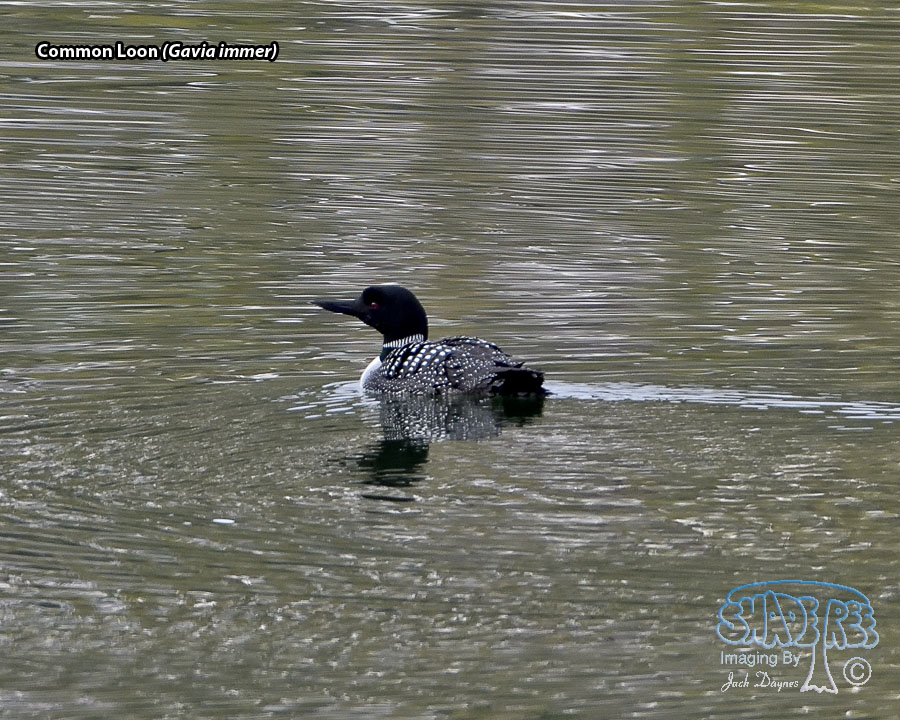 Common Loon - Gavia immer