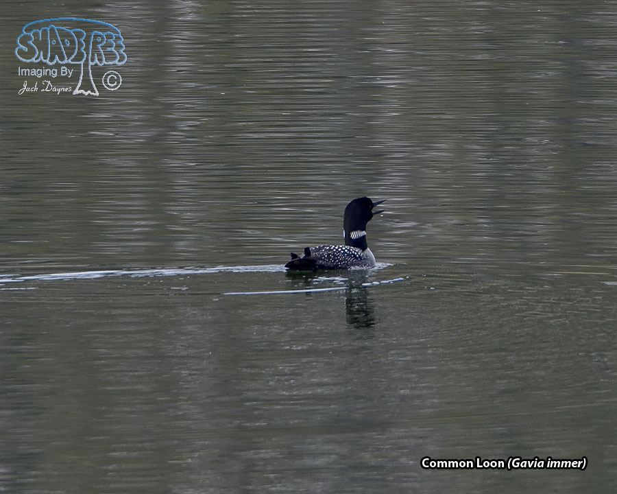 Common Loon - Gavia immer