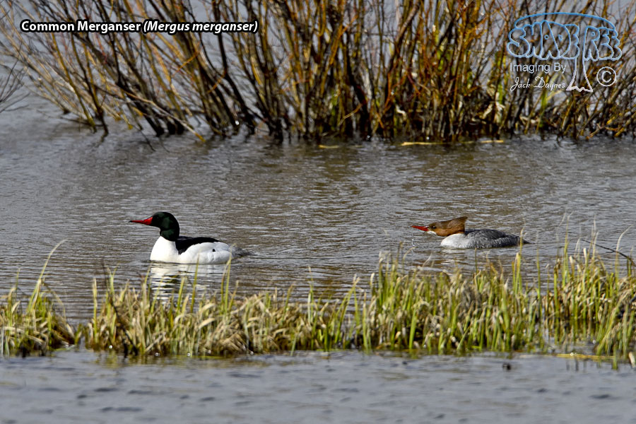 Common Merganser - Mergus merganser
