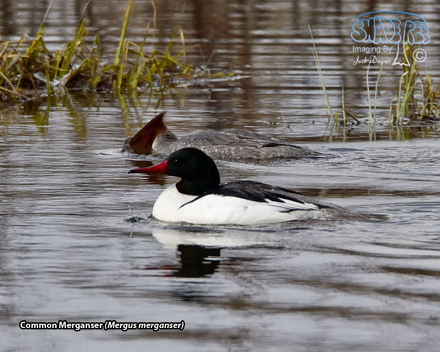 Common Merganser - Mergus merganser