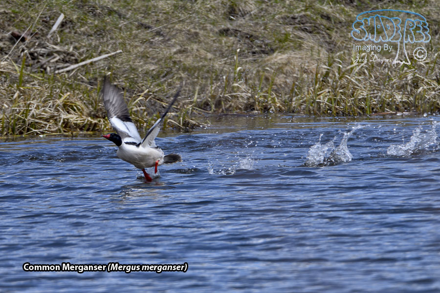Common Merganser - Mergus merganser