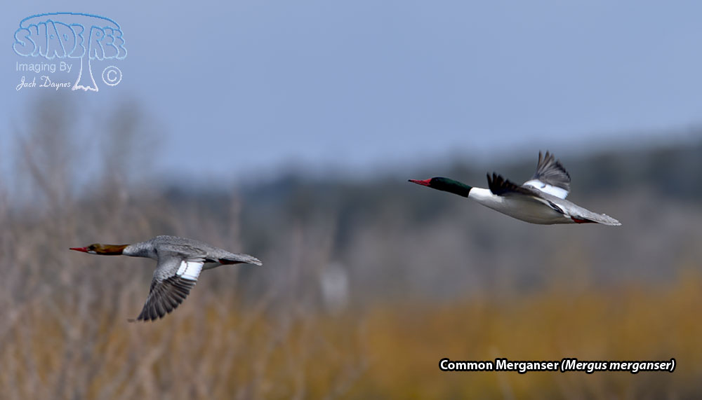 Common Merganser - Mergus merganser