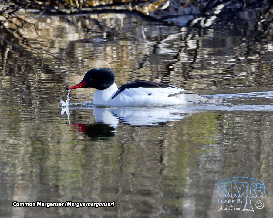 Common Merganser - Mergus merganser