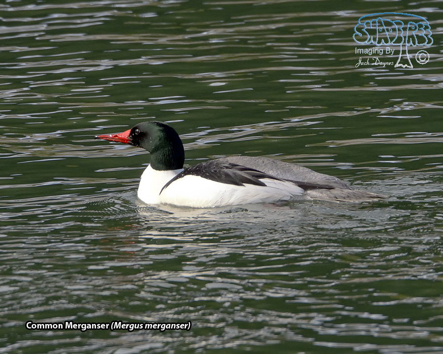 Common Merganser - Mergus merganser