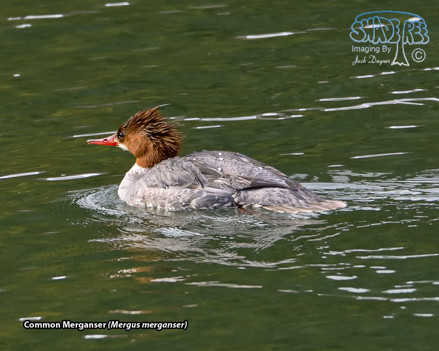Common Merganser - Mergus merganser