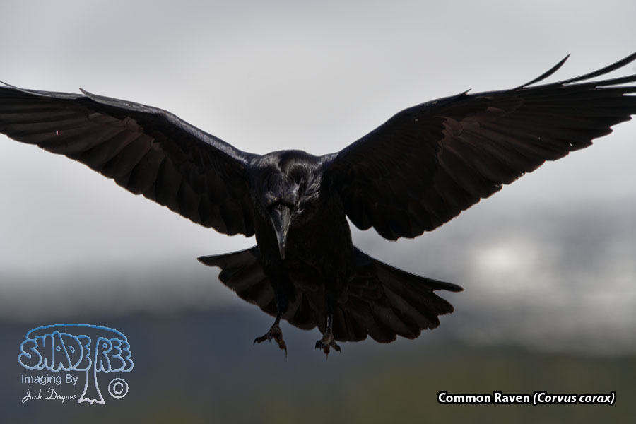 Common Raven - Corvus corax