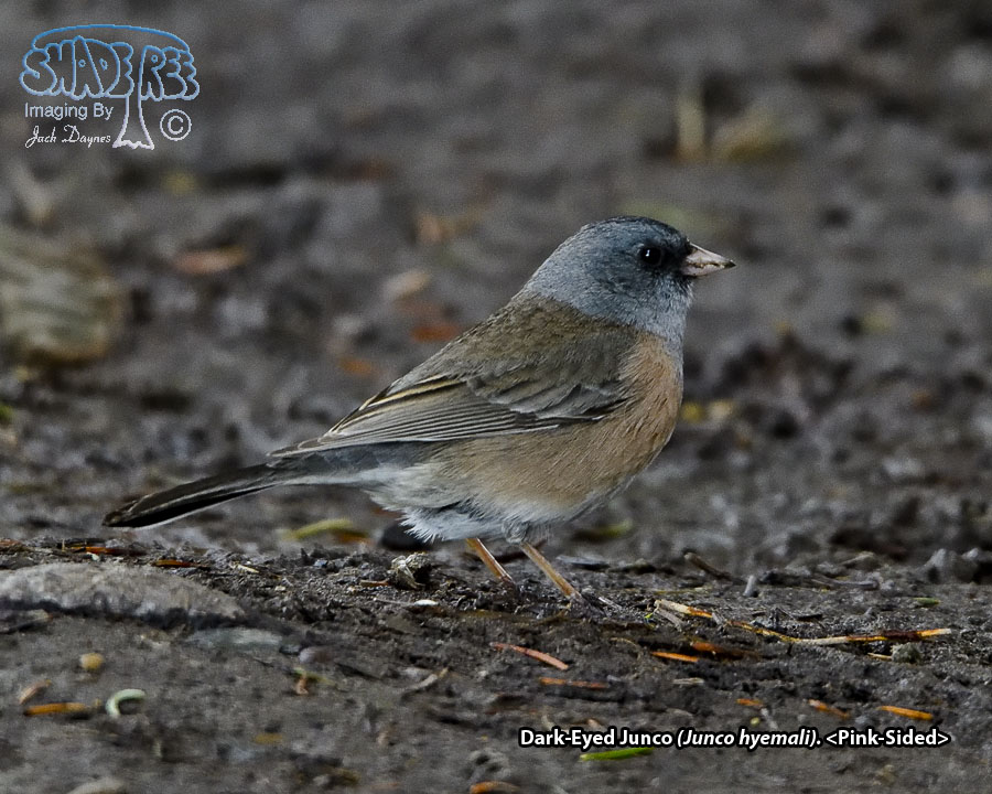 Dark-Eyed Junco - Junco hyemalis
