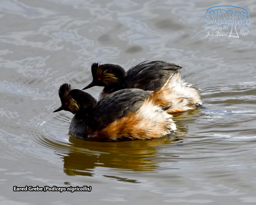Eared Grebe - Podiceps nigricollis