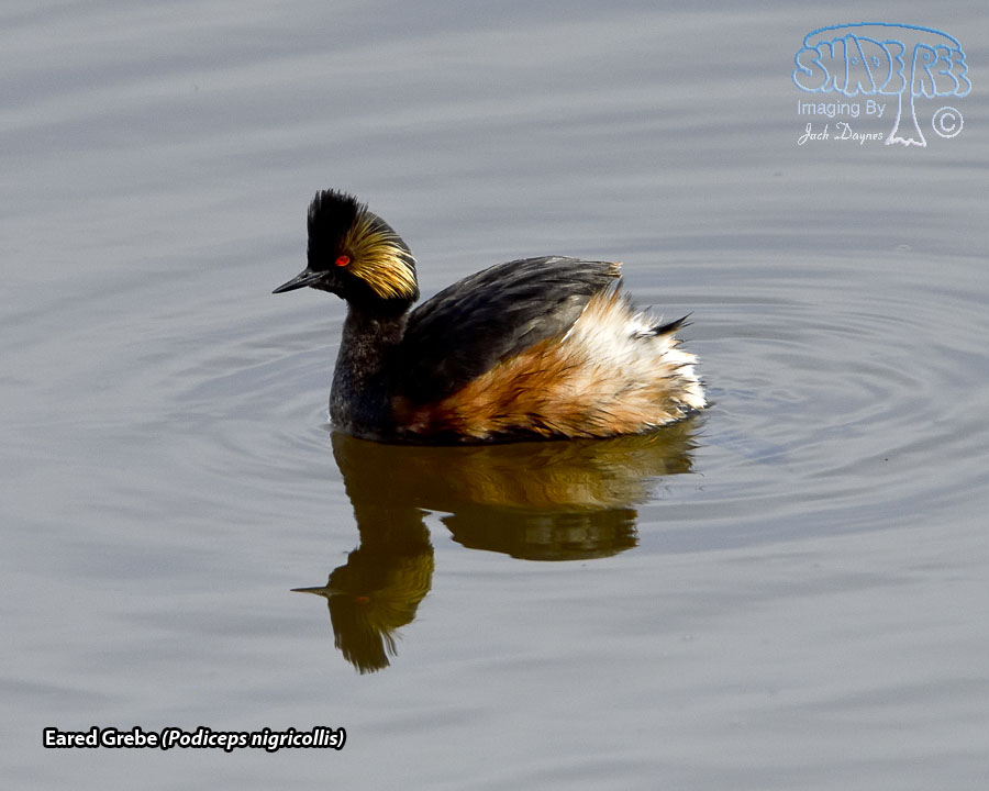 Eared Grebe - Podiceps nigricollis