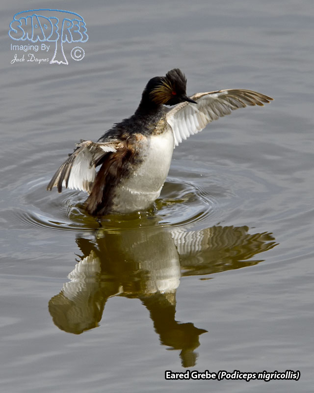 Eared Grebe - Podiceps nigricollis