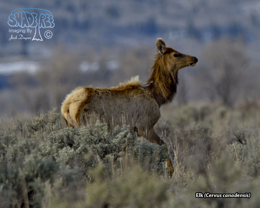 Elk - Cervus canadensis