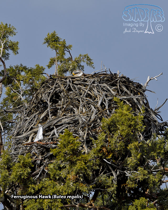 Ferruginous Hawk - Buteo regalis