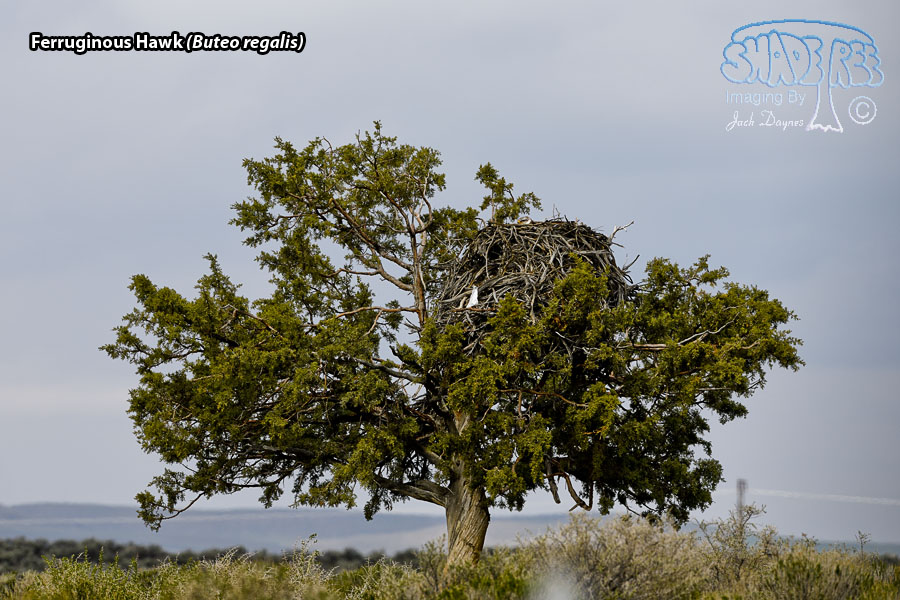 Ferruginous Hawk - Buteo regalis