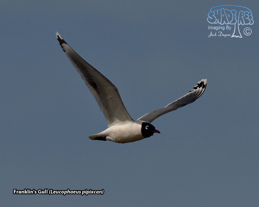 Franklin's Gull - Leucophaeus pipixcan