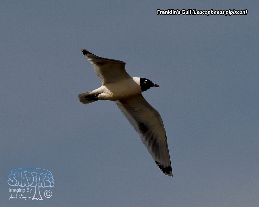 Franklin's Gull - Leucophaeus pipixcan