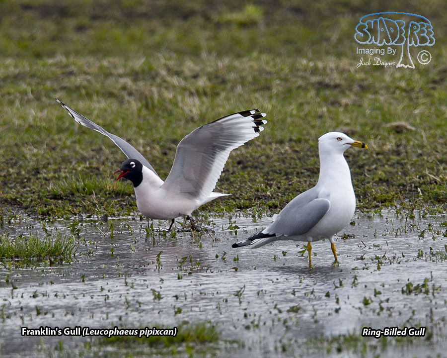 Franklin's Gull - Leucophaeus pipixcan