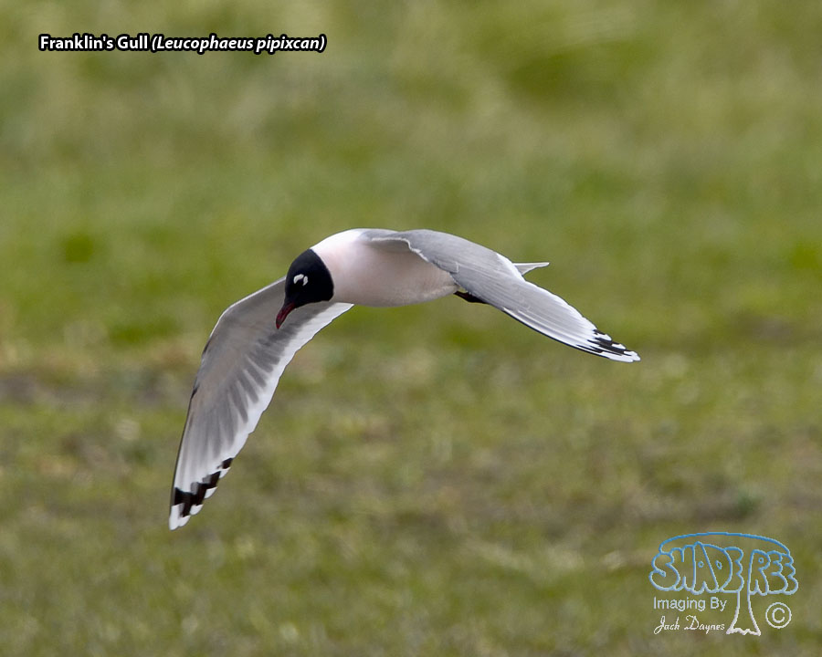 Franklin's Gull - Leucophaeus pipixcan