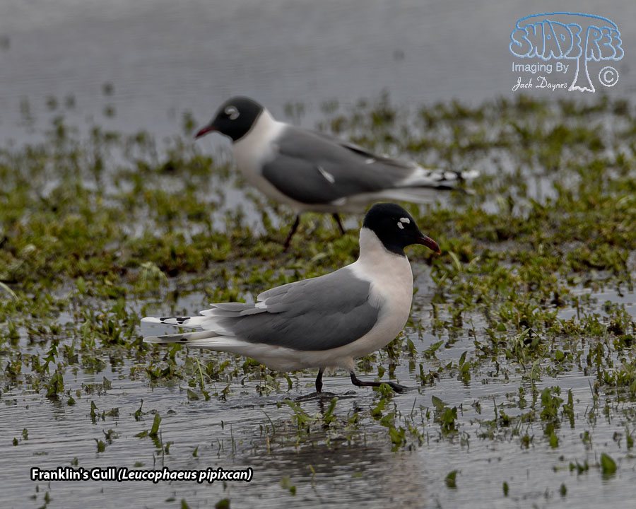 Franklin's Gull - Leucophaeus pipixcan