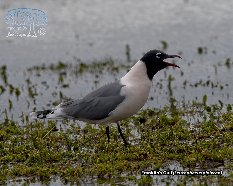 Franklin's Gull - Leucophaeus pipixcan