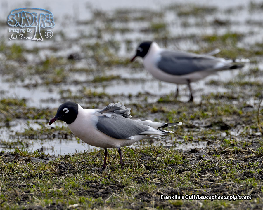 Franklin's Gull - Leucophaeus pipixcan