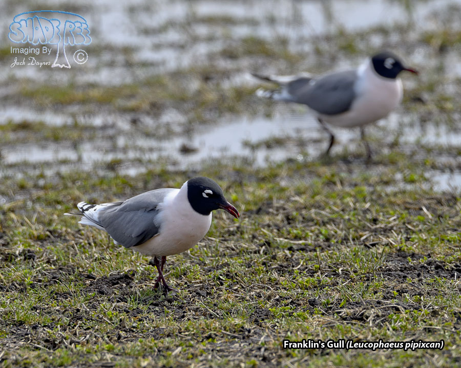 Franklin's Gull - Leucophaeus pipixcan