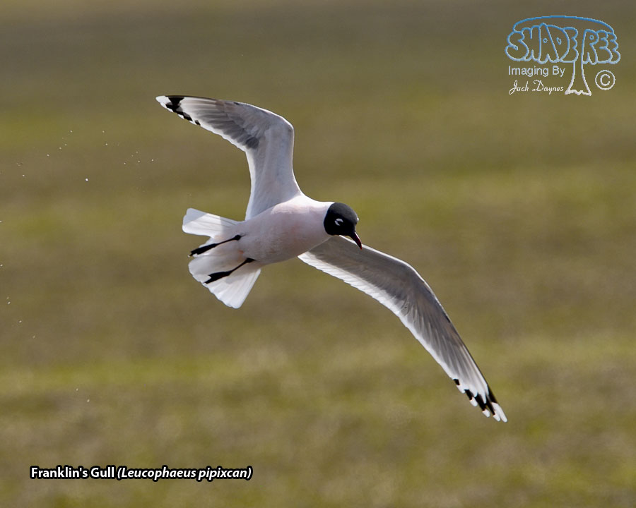 Franklin's Gull - Leucophaeus pipixcan