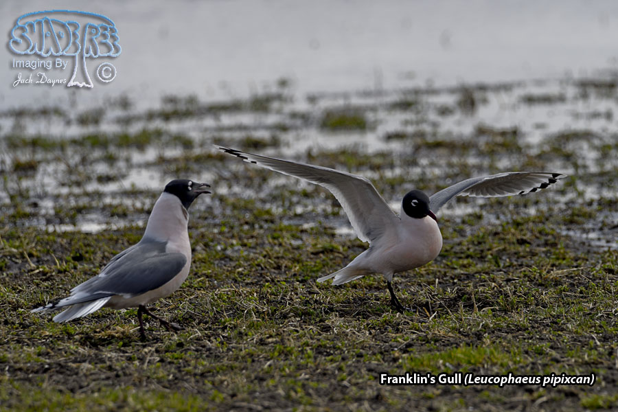 Franklin's Gull - Leucophaeus pipixcan
