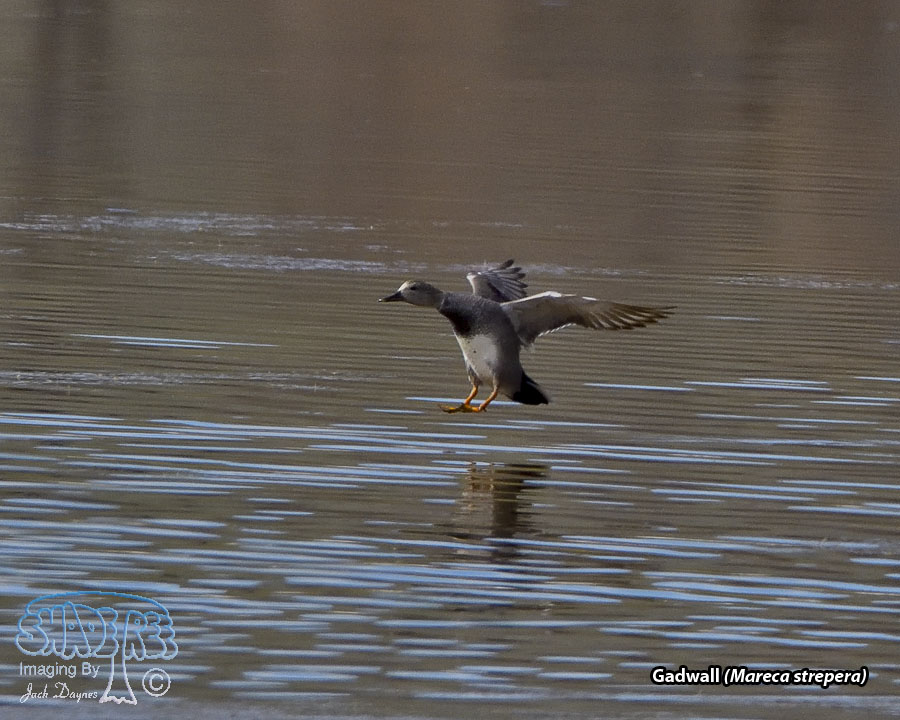 Gadwall - Mareca strepera