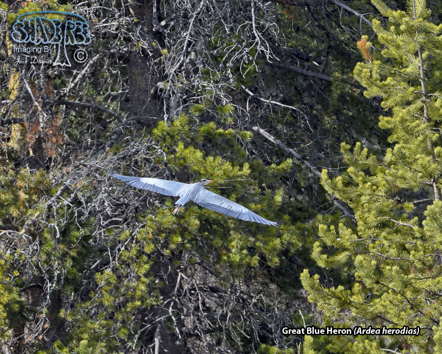 Great Blue Heron - Ardea herodias