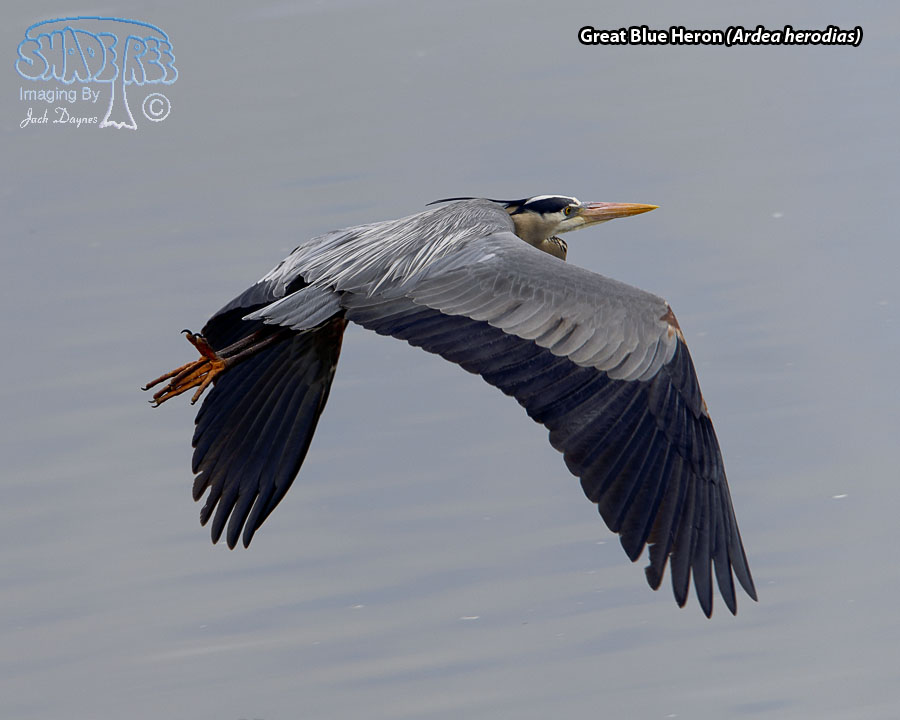 Great Blue Heron - Ardea herodias