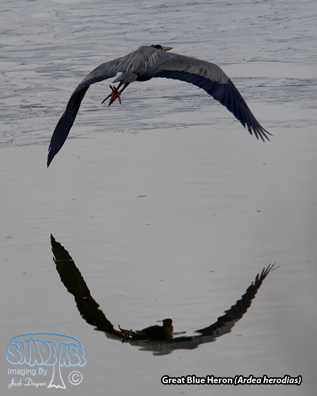 Great Blue Heron - Ardea herodias