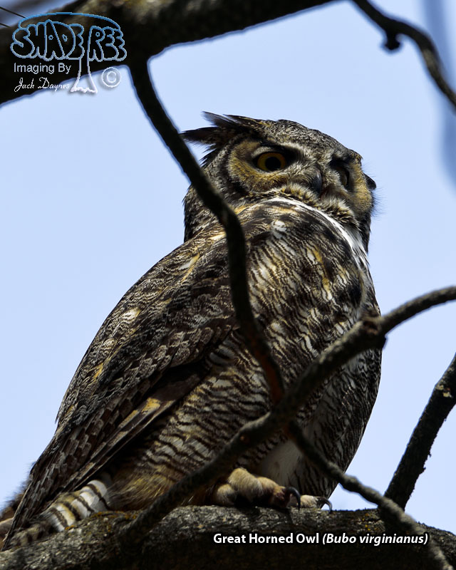 Great Horned Owl - Bubo virginianus