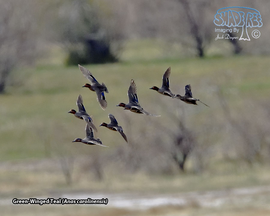 Green-Winged Teal - Anas carolinensis