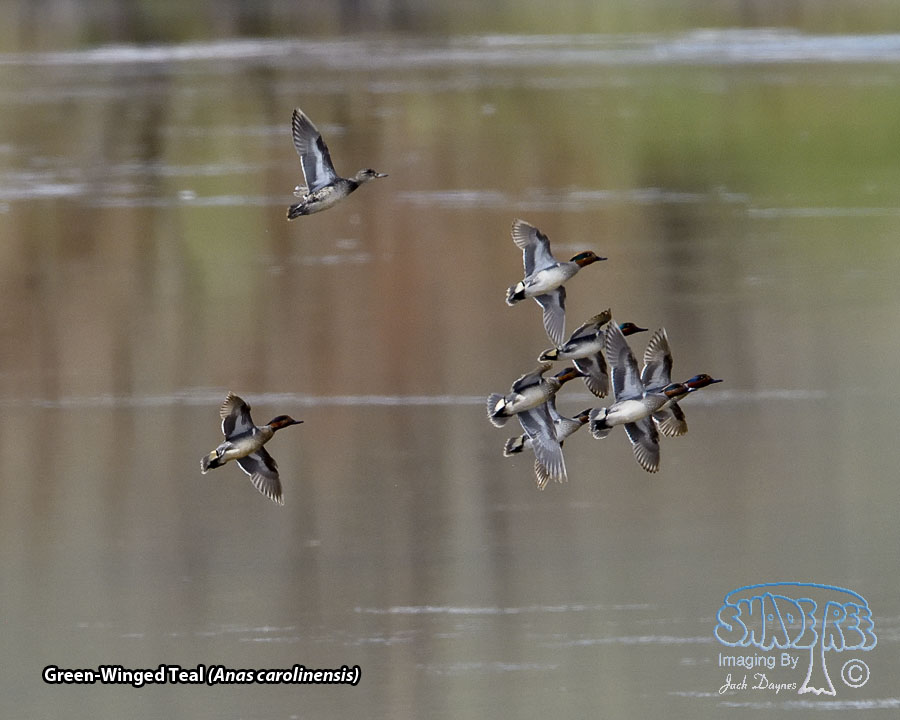 Green-Winged Teal - Anas carolinensis