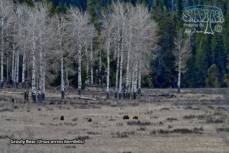 Grizzly Bear - Ursus arctos horribilis