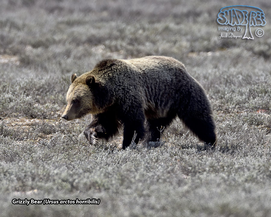 Grizzly Bear - Ursus arctos horribilis