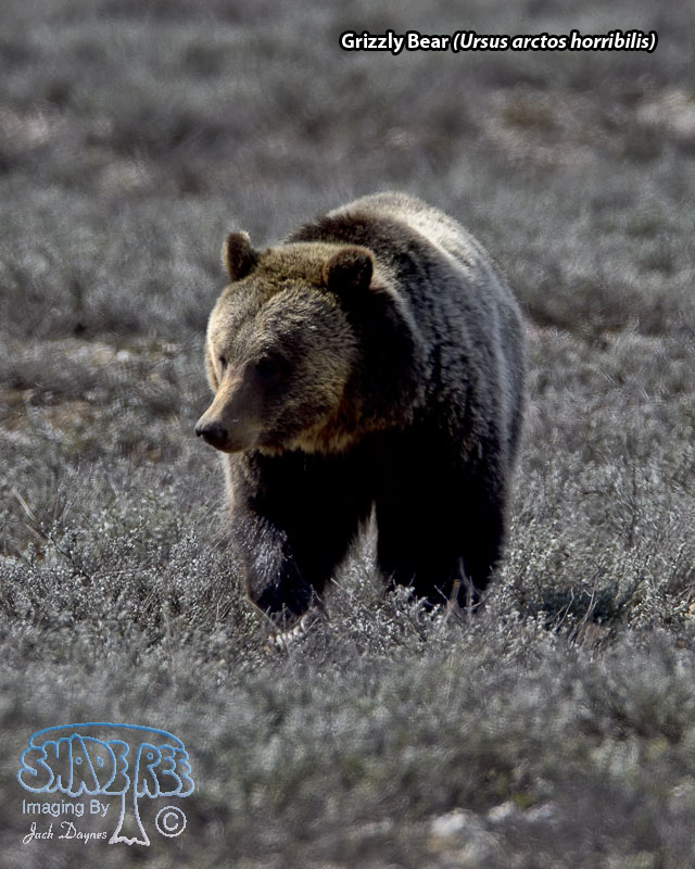 Grizzly Bear - Ursus arctos horribilis