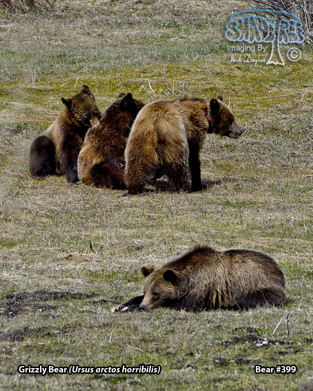 Grizzly Bear - Ursus arctos horribilis