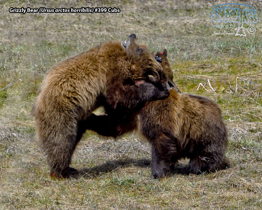 Grizzly Bear - Ursus arctos horribilis