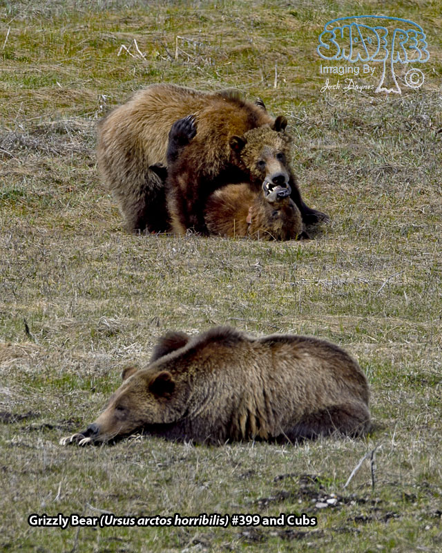 Grizzly Bear - Ursus arctos horribilis