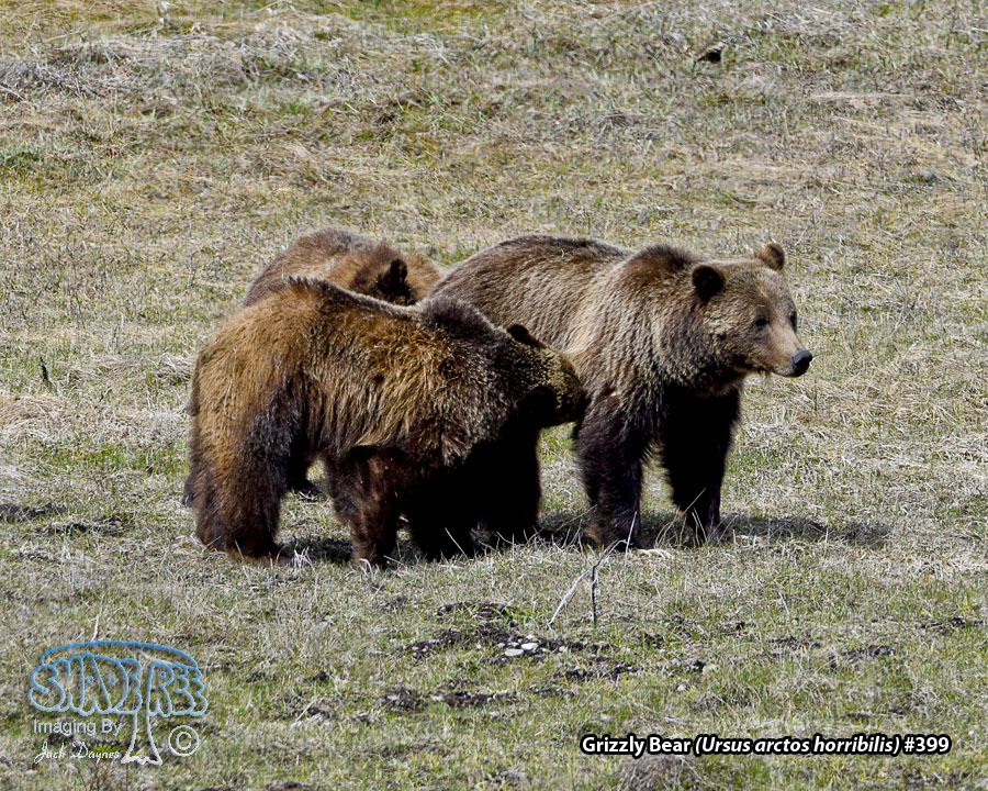 Grizzly Bear - Ursus arctos horribilis