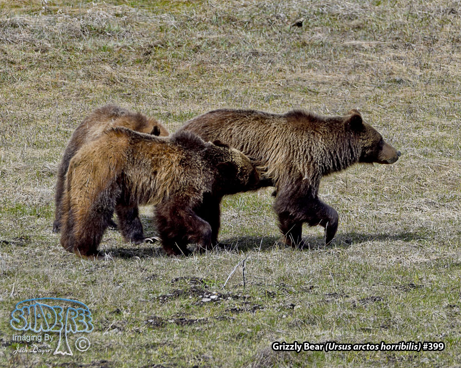 Grizzly Bear - Ursus arctos horribilis