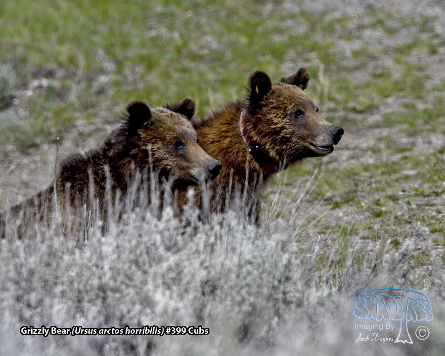 Grizzly Bear - Ursus arctos horribilis