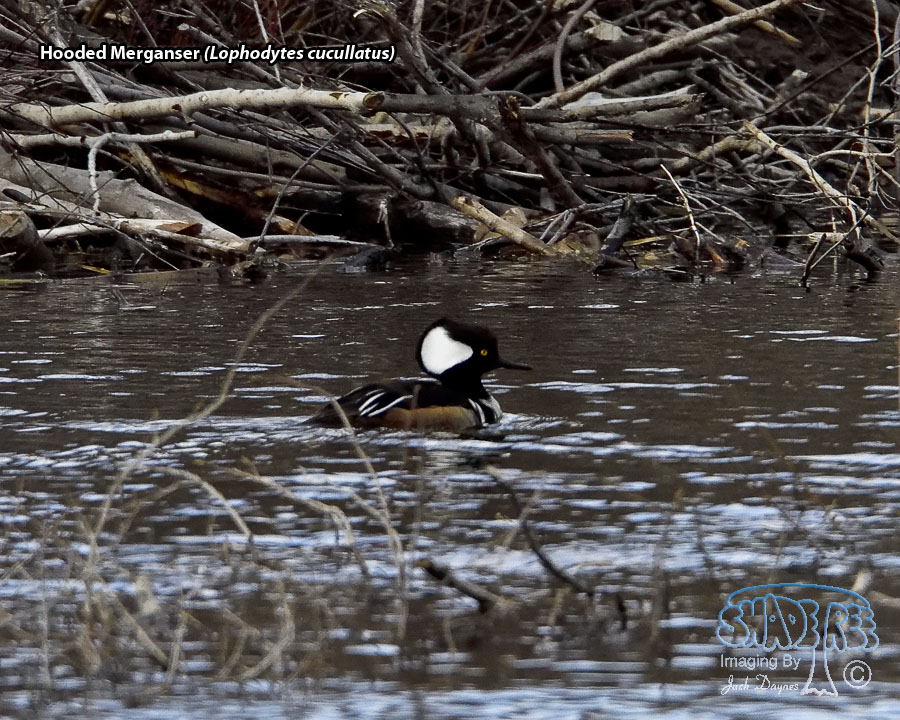 Hooded Merganser - Lophodytes cucullatus
