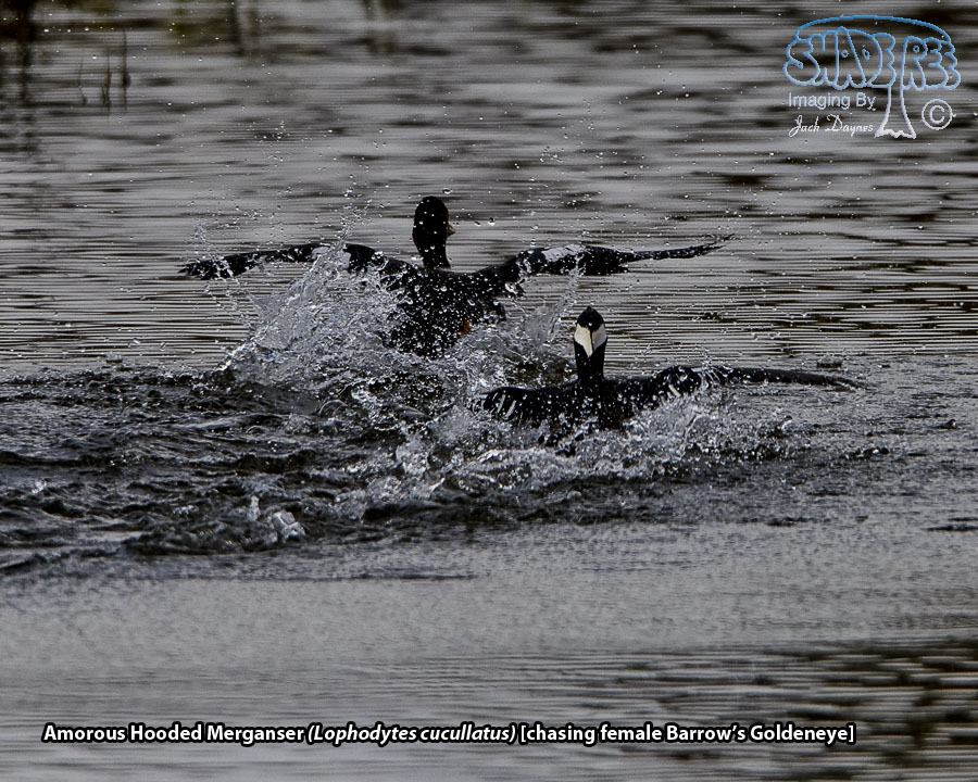 Hooded Merganser - Lophodytes cucullatus