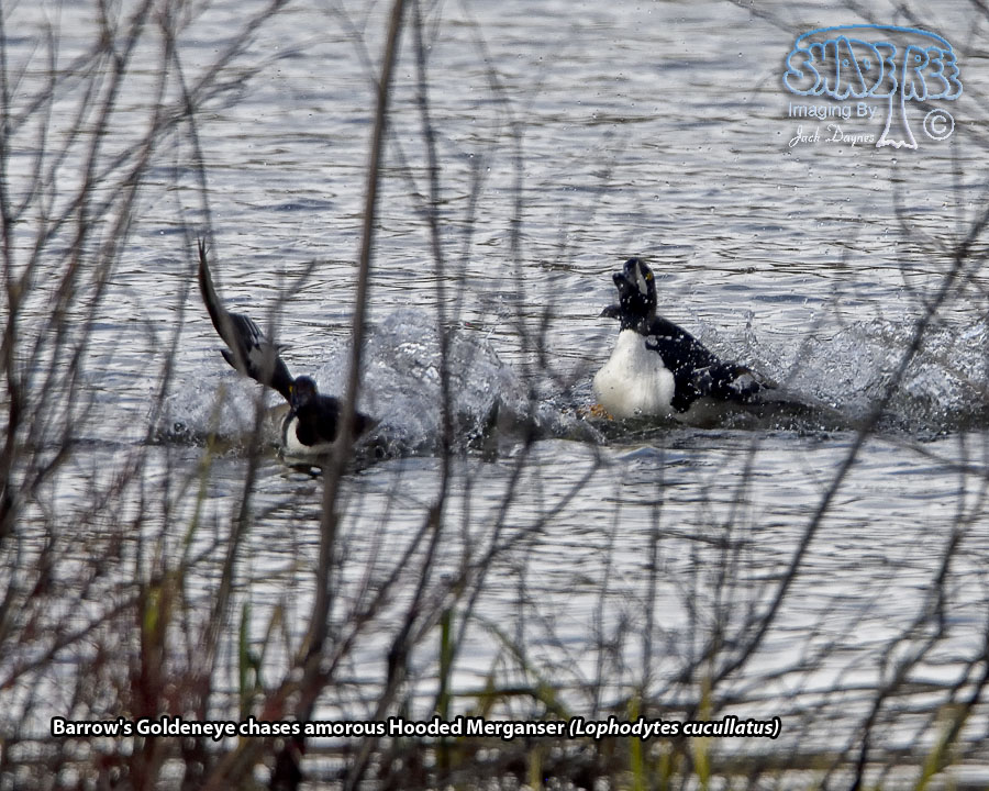 Hooded Merganser - Lophodytes cucullatus