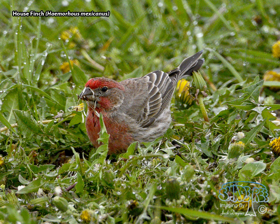 House Finch - Haemorhous mexicanus