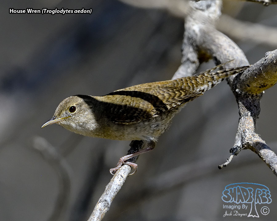 House Wren - Troglodytes aedon