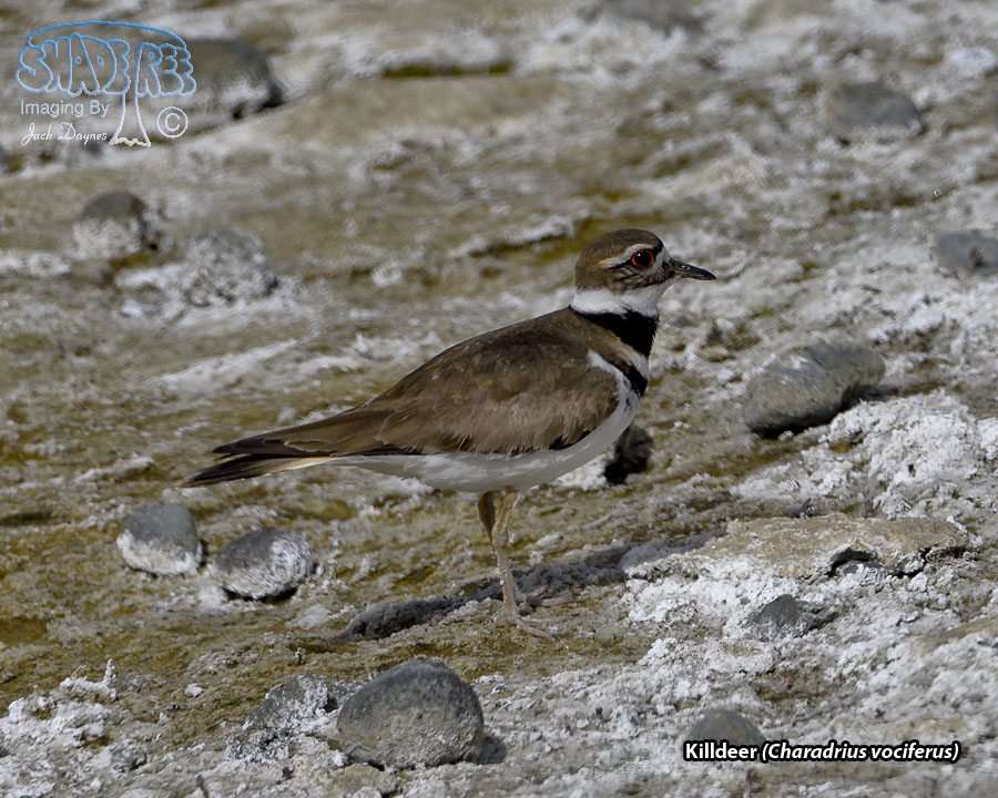 Killdeer - Charadrius vociferus